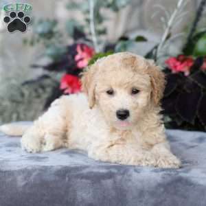 Charlie, Bich-Poo Puppy